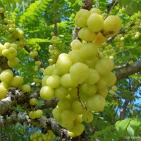Phyllanthus acidus (L.) Skeels